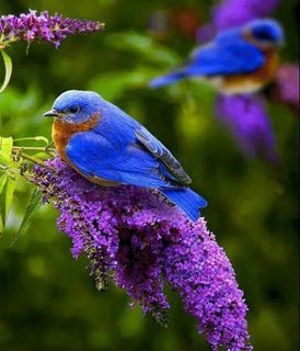 Flores y pájaros